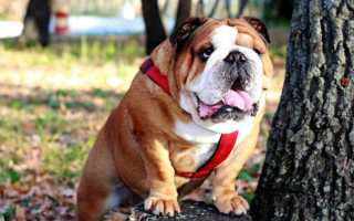 Английский бульдог «Королевский»: характеристика, уход и содержание, болезни собак