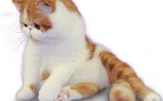 Клички котов и кошек на букву «М» 