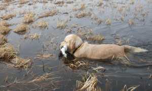 Фото золотистого или голден ретривера, происхождение, предназначение и описание породы собак