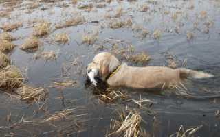 Фото золотистого или голден ретривера, происхождение, предназначение и описание породы собак