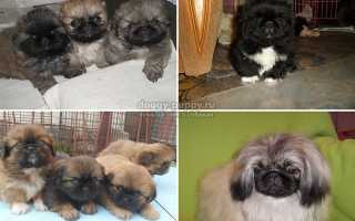 Щенки пекинеса: кормление и описание