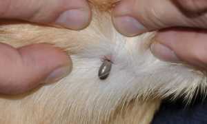 Клещ укусил собаку – что делать в домашних условиях: симптомы укуса и лечение животного, возможные последствия