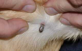 Клещ укусил собаку – что делать в домашних условиях: симптомы укуса и лечение животного, возможные последствия