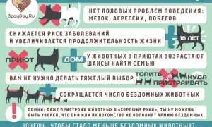 Минусы и плюсы кастрации собак: в каком возрасте лучше кастрировать питомца, нужно это делать или нет?