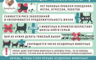 Минусы и плюсы кастрации собак: в каком возрасте лучше кастрировать питомца, нужно это делать или нет?