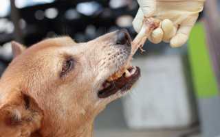 Можно ли собакам давать куриные головы, кости и шеи, сахарные косточки – свиные и говяжьи?