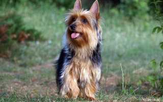 Описание австралийского шелковистого терьера: особенности породы, фото, дрессировка и уход