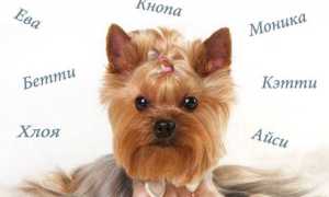 Клички для собак-девочек крупных и маленьких пород: легкие и редкие, красивые и прикольные женские собачьи имена
