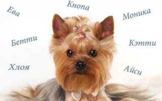 Клички для собак-девочек крупных и маленьких пород: легкие и редкие, красивые и прикольные женские собачьи имена