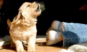 Почему щенок или взрослая собака воет и скулит без причины, ночью или когда остается дома одна, что делать?