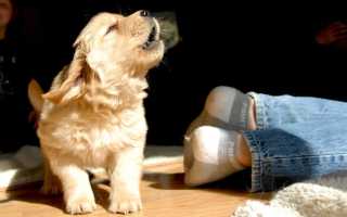 Почему щенок или взрослая собака воет и скулит без причины, ночью или когда остается дома одна, что делать?