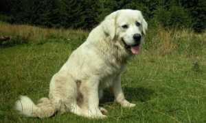 Польская подгалянская, или татранская, овчарка: описание породы собак с фото и особенности содержания