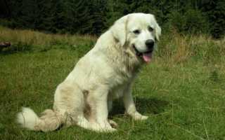 Польская подгалянская, или татранская, овчарка: описание породы собак с фото и особенности содержания