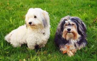 Описание гаванского бишона, или хаванеза: стандарт породы и фото собаки, особенности содержания и ухода
