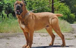 Кане корсо итальяно: харакеристика породы, кормление и дрессировка мастифа в домашних условиях