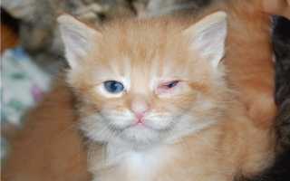 У котенка гноятся глаза: распространенные причины и способы лечения