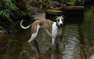 Уиппет: внешний вид собаки по стандарту породы, особенности ухода за малой английской борзой, советы по выбору щенков