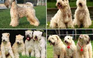 Мягкошерстный пшеничный терьер: описание породы и фото