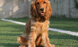 Фото и описание русского охотничьего спаниеля, характеристика породы, особенности ухода и содержания собаки