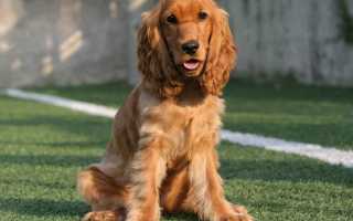 Фото и описание русского охотничьего спаниеля, характеристика породы, особенности ухода и содержания собаки