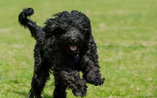 Описание португальской водяной собаки: особенности породы, фото, рекомендации по уходу