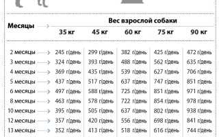 Развитие щенка немецкой овчарки: вес и рост собаки по месяцам с фото