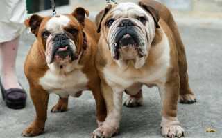 Фото английского бульдога, происхождение, предназначение и описание породы собак