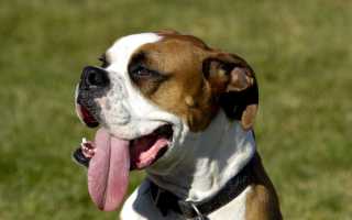 Незаразные болезни у собак: признаки, описание и лечение заболеваний внутренних органов и систем