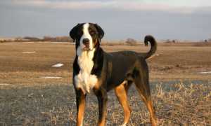 История происхождения большого швейцарского зенненхунда, описание породы с фото собаки, особенности ухода и разведения