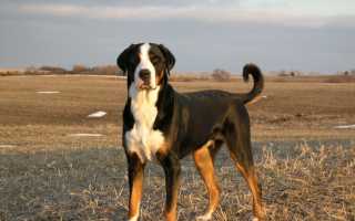 История происхождения большого швейцарского зенненхунда, описание породы с фото собаки, особенности ухода и разведения