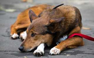 Чумка у собаки: характерные симптомы заболевания, диагностика и лечение, меры профилактики