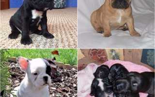 Щенки французского бульдога: вес, рост, питание и воспитание