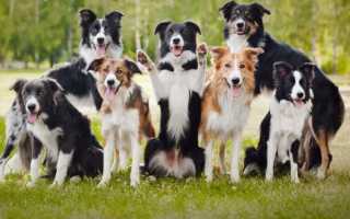 Бордер колли: характеристика и стандарт породы, уход и содержание