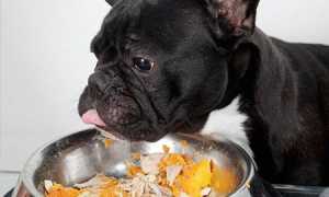 Чем можно кормить собаку породы французский бульдог, и как правильно ухаживать за щенком?