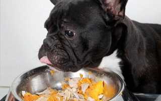 Чем можно кормить собаку породы французский бульдог, и как правильно ухаживать за щенком?