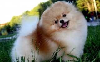 Самые популярные породы собак с пушистой шерстью белого и иного окраса с названиями и фотографиями