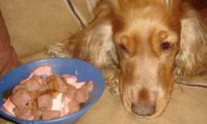 Как лечить собаку, у которой отказали или подкашиваются задние лапы, в чем причина паралича и что делать?