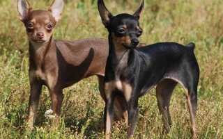 Описание той-терьера: фото русской, английской и американской породы, уход и содержание собаки