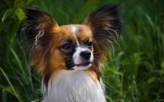 Виды континентального той-спаниеля, фото и описание папильона и фалена, плюсы и минусы породы собак