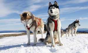 Самые опасные и жестокие собаки в мире: список пород с описаниями и фотографиями