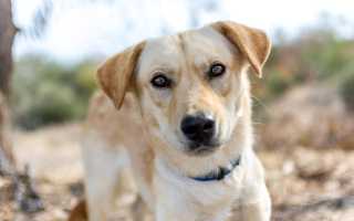 Метисы хаски и корги, помесь с лайкой или немецкой овчаркой, лабрадором и собаками других пород