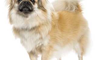 Описание тибетского спаниеля с фото, особенности породы, уход и воспитание