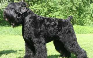 Русский черный терьер: характеристика породы, фото и видео щенков и взрослых собак