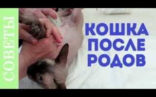 Симптомы Неотделившейся Плаценты У Кошек