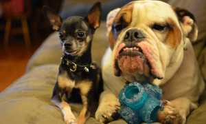 Японские, английские, корейские и другие иностранные имена для собак с переводом кличек на русский