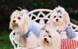 Породы собак с окрасом шерсти белого цвета: названия и описание с фото