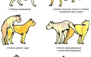 Все о спаривании собак: сколько длится овуляция, на какой день течки нужно вязать суку, как это делать в первый раз?