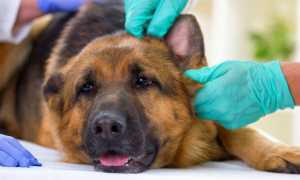 Почему у собаки течет жидкость из ушей, а их кончики покрыты болячками, корочкой и кровоточат?