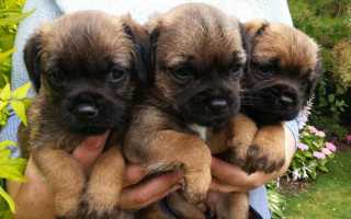 Внешний вид на фото бордер-терьера, происхождение, предназначение и описание породы собак