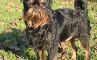 Фото брюссельского и бельгийского гриффона, происхождение и разновидности, описание породы собак